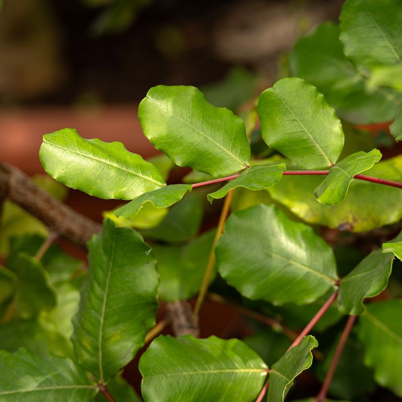 Graines de Caroubier - Ceratonia siliqua (Laub)
