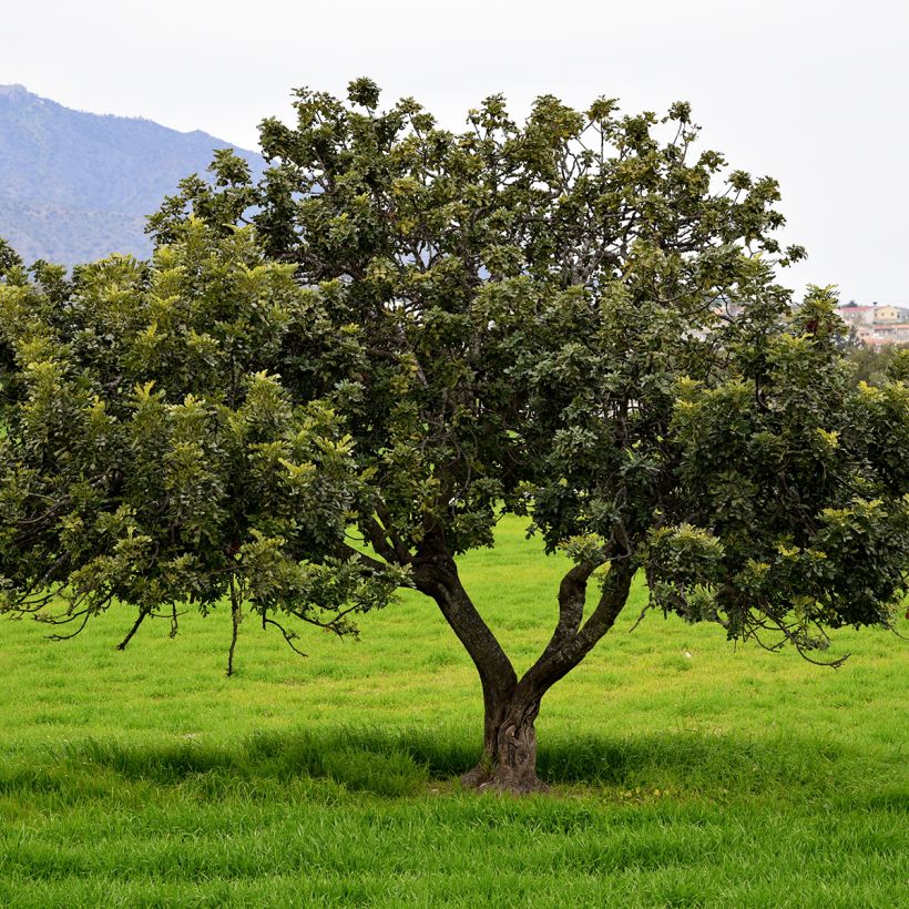 Graines de Caroubier - Ceratonia siliqua (Wuchs)
