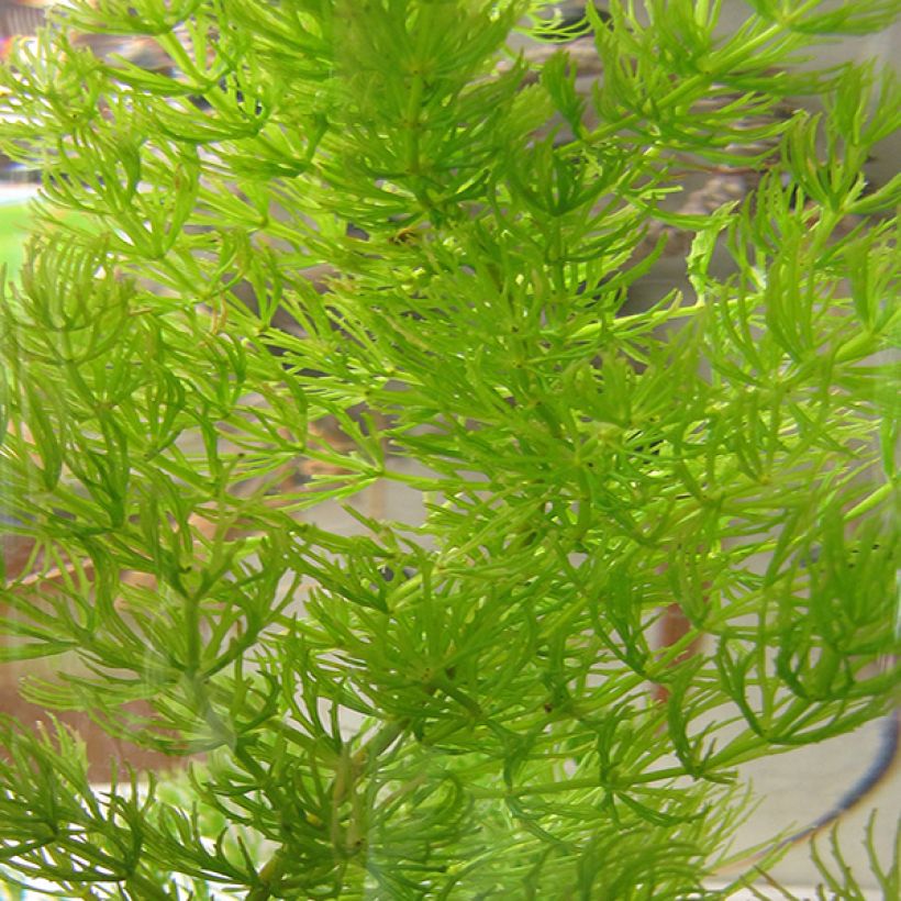 Ceratophyllum demersum - Rauhes Hornblatt (Foliage)