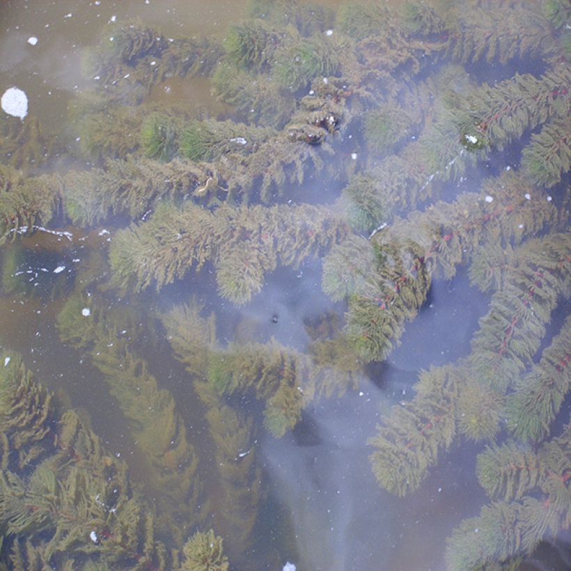 Ceratophyllum demersum - Rauhes Hornblatt (Plant habit)