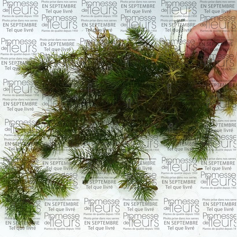 Example of Ceratophyllum demersum - Rauhes Hornblatt Box as you get