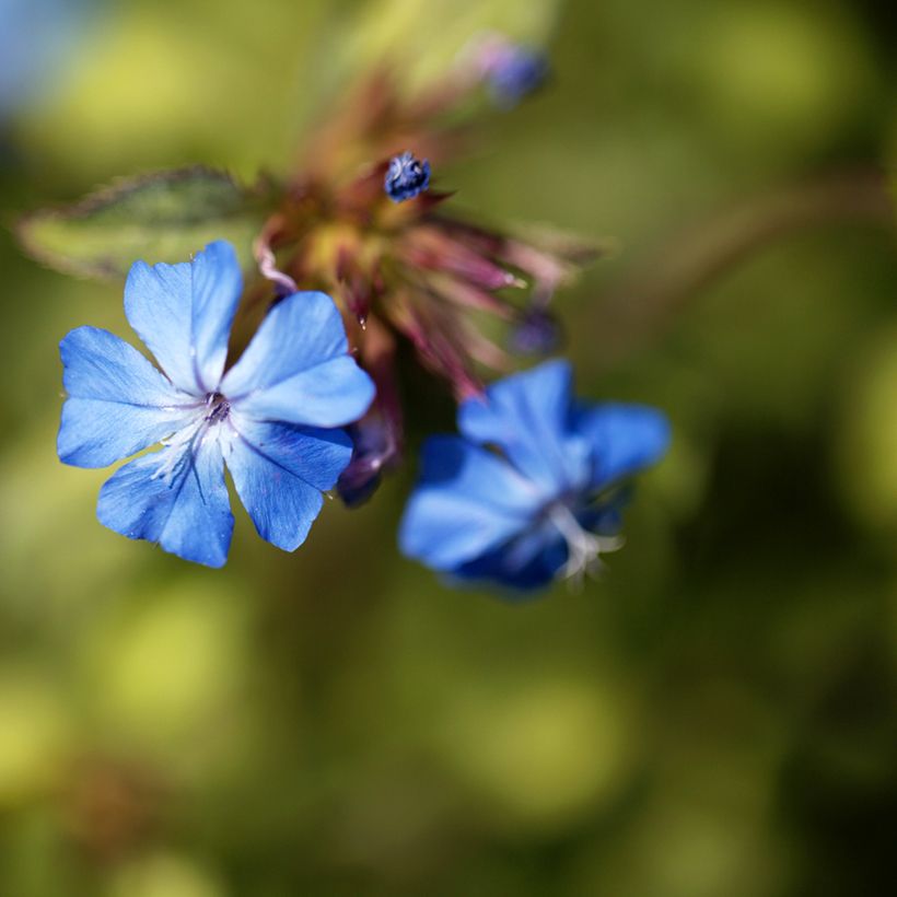 Ceratostigma griffithii - Hornbleiwurz (Flowering)