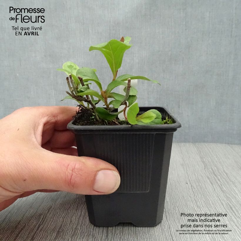 Exemplar von Ceratostigma plumbaginoides - Hornbleiwurz Kleine Töpfe von 8/9 cm wie im Frühjahr geliefert