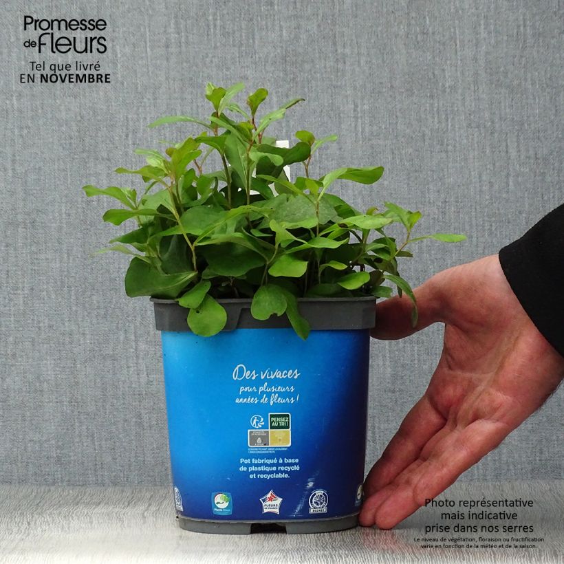 Example of Ceratostigma plumbaginoides - Hornbleiwurz Topf mit 2L/3L as you get in automne