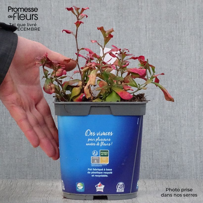 Exemplar von Ceratostigma plumbaginoides - Hornbleiwurz Topf mit 2L/3L wie im Winter geliefert
