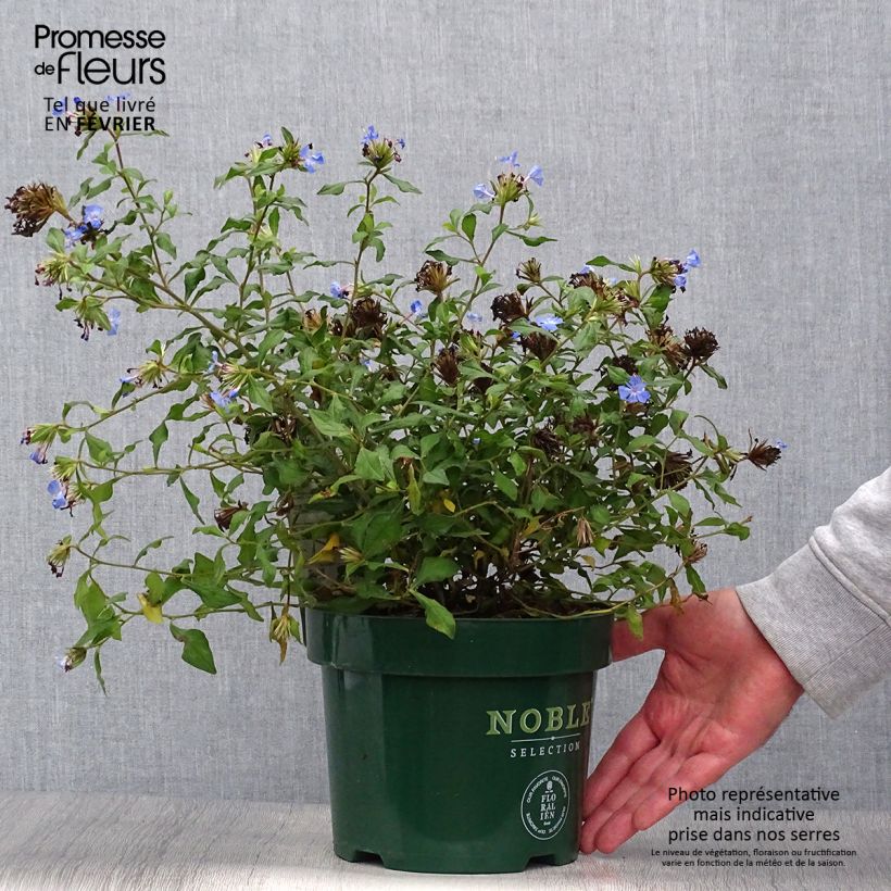 Example of Ceratostigma willmottianum Forest Blue - Hornbleiwurz Topf mit 2L/3L as you get in automne