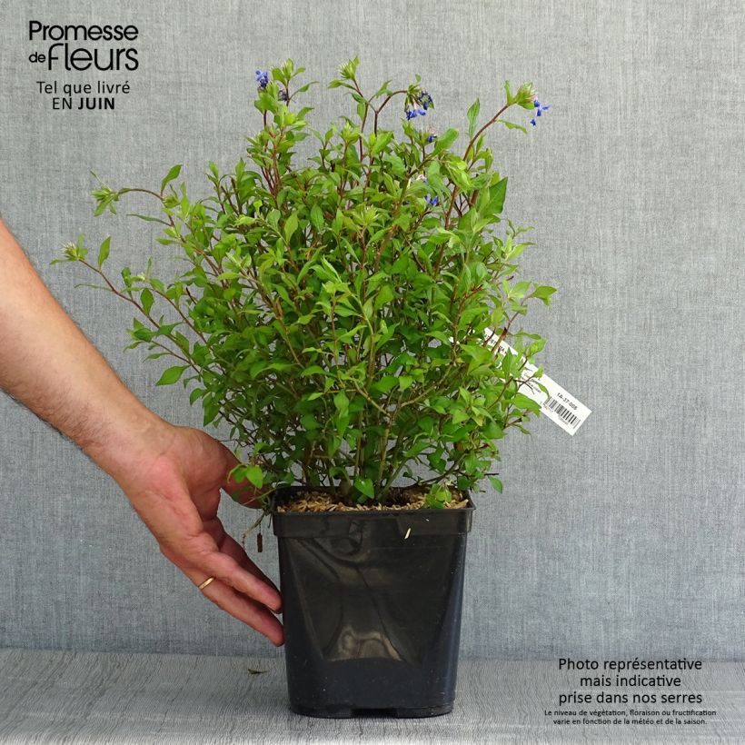Exemplar von Ceratostigma willmottianum Forest Blue - Hornbleiwurz Topf mit 2L/3L wie im Sommer geliefert
