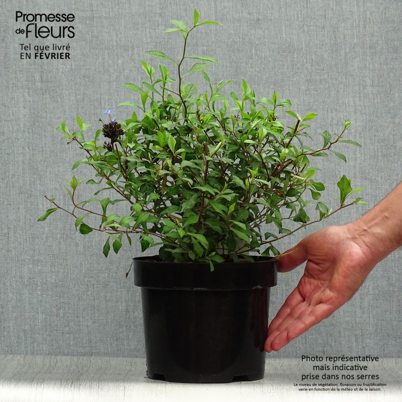 Example of Ceratostigma willmottianum - Hornbleiwurz Topf mit 2L/3L as you get in automne