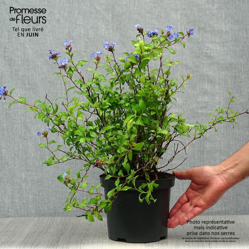Exemplar von Ceratostigma willmottianum - Hornbleiwurz Topf mit 2L/3L wie im Sommer geliefert