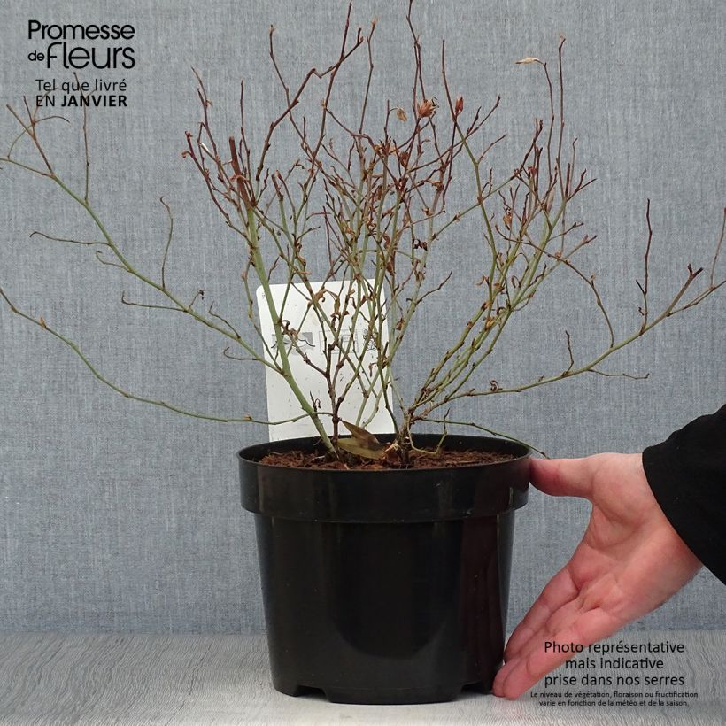 Exemplar von Ceratostigma willmottianum - Hornbleiwurz Topf mit 2L/3L wie im Winter geliefert