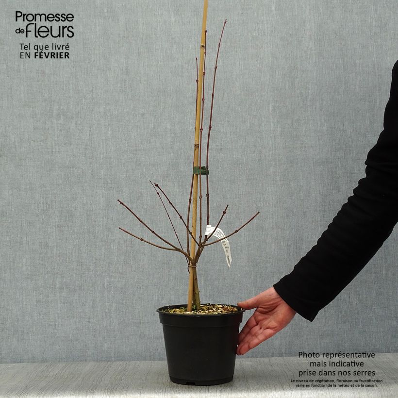 Exemplar von Japanischer Kuchenbaum Glowball - Cercidiphyllum japonicum Topf mit 4L/5L wie im Winter geliefert