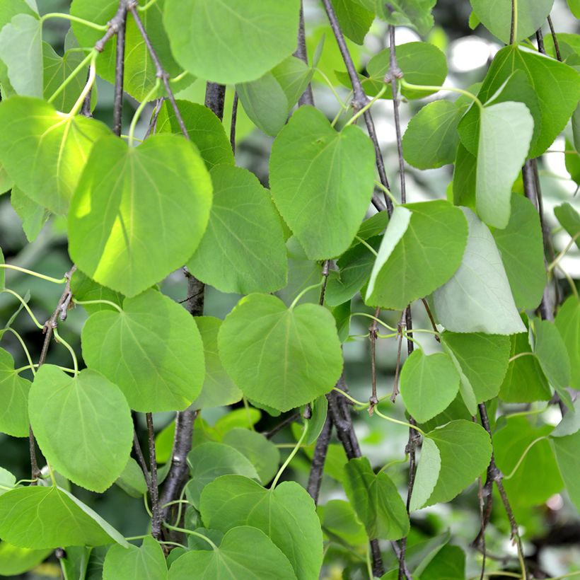 Japanischer Kuchenbaum Pendulum - Cercidiphyllum japonicum (Foliage)