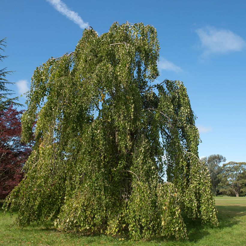 Japanischer Kuchenbaum Pendulum - Cercidiphyllum japonicum (Plant habit)