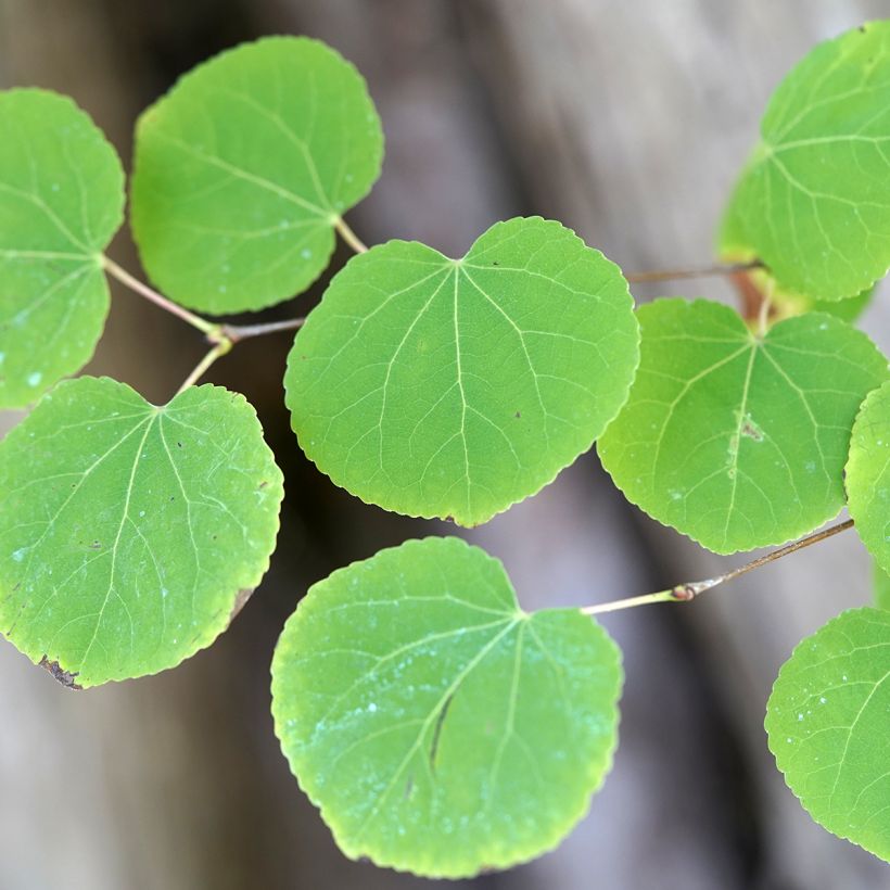 Japanischer Kuchenbaum (samen) - Cercidiphyllum japonicum (Laub)