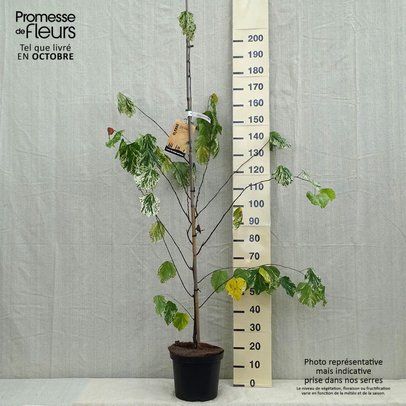 Example of Kanadischer Judasbaum Alley Cat - Cercis canadensis Topf mit 6L/7L as you get in automne