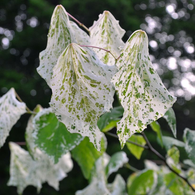 Kanadischer Judasbaum Alley Cat - Cercis canadensis (Foliage)