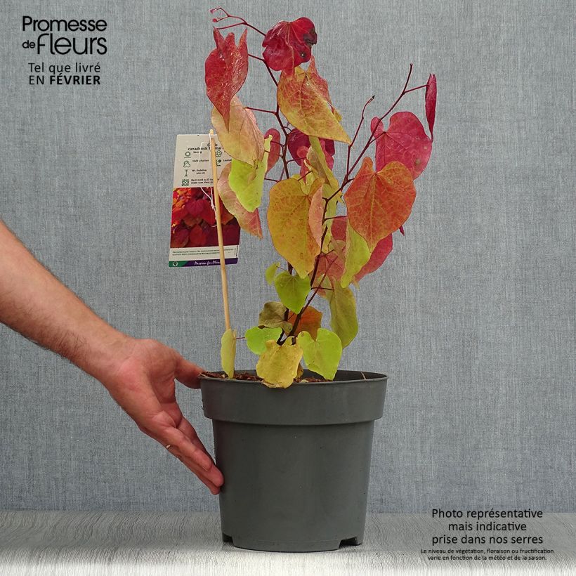 Example of Kanadischer Judasbaum Eternal Flame - Cercis canadensis Topf mit 4L/5L as you get in automne