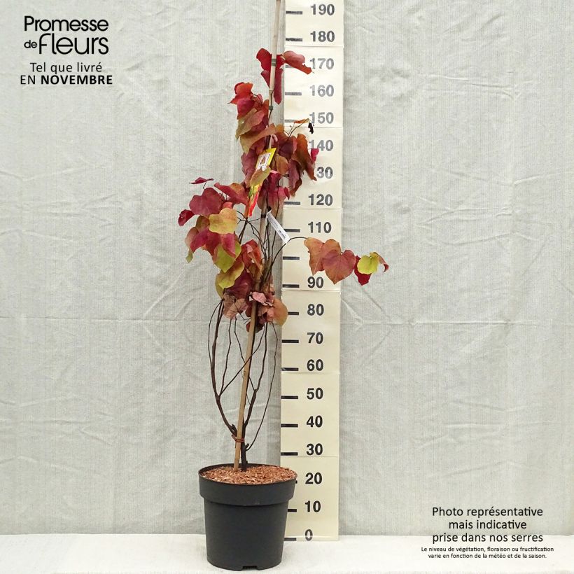 Example of Kanadischer Judasbaum Eternal Flame - Cercis canadensis Topf mit 12L/15L as you get in automne