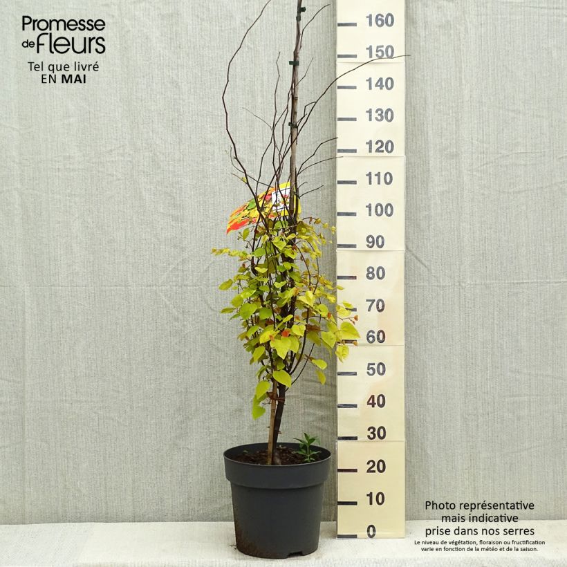 Exemplar von Kanadischer Judasbaum Eternal Flame - Cercis canadensis Topf mit 12L/15L wie im Frühjahr geliefert