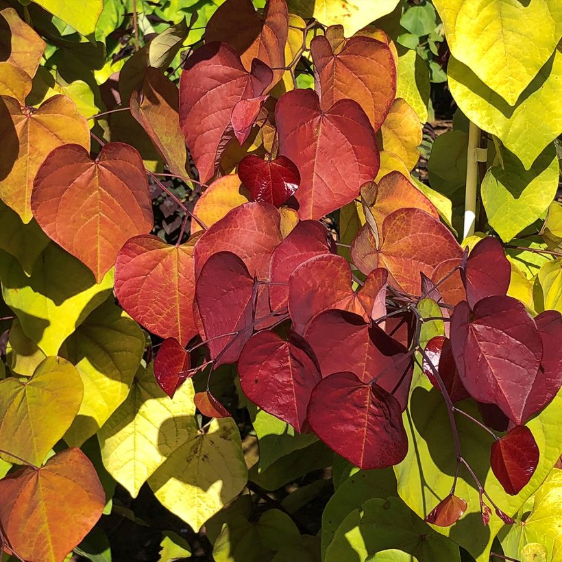 Kanadischer Judasbaum Eternal Flame - Cercis canadensis (Foliage)