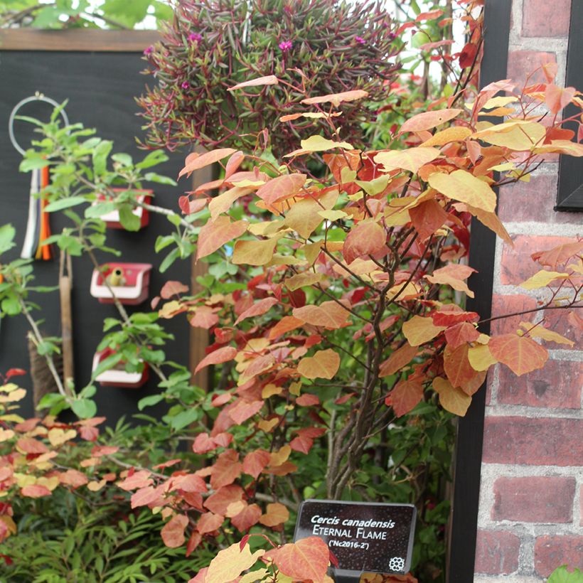 Kanadischer Judasbaum Eternal Flame - Cercis canadensis (Plant habit)