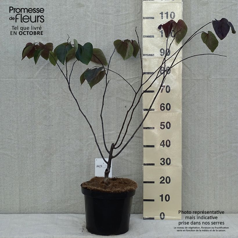 Example of Kanadischer Judasbaum Forest Pansy - Cercis canadensis Topf mit 7,5L/10L as you get in automne