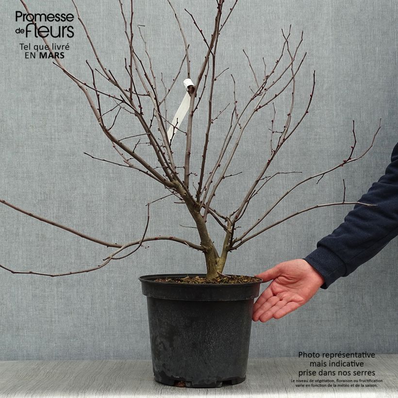 Exemplar von Kanadischer Judasbaum Heart of Gold - Cercis canadensis Topf mit 7,5L/10L wie im Winter geliefert