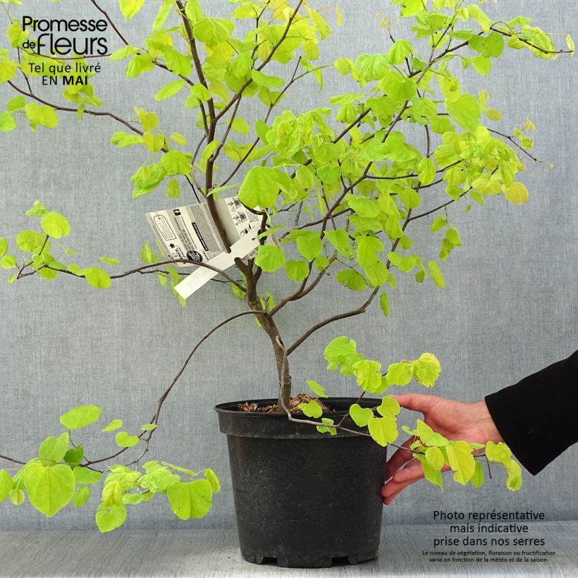 Exemplar von Kanadischer Judasbaum Heart of Gold - Cercis canadensis Topf mit 7,5L/10L wie im Frühjahr geliefert