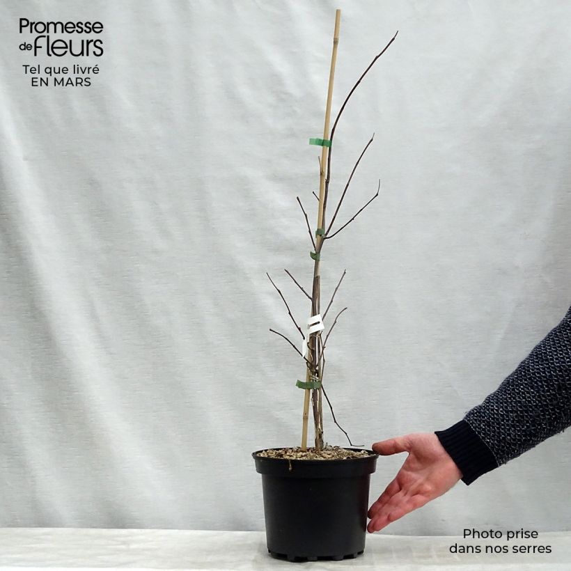 Exemplar von Kanadischer Judasbaum Heart of Gold - Cercis canadensis Topf mit 4L/5L wie im Winter geliefert