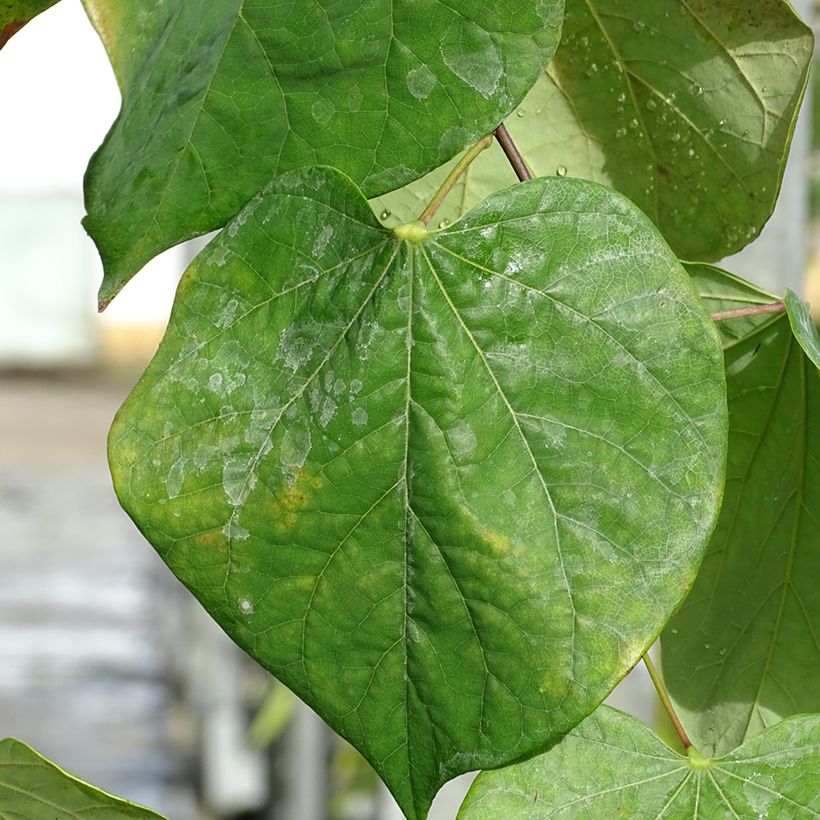Kanadischer Judasbaum Lavender Twist - Cercis canadensis (Foliage)