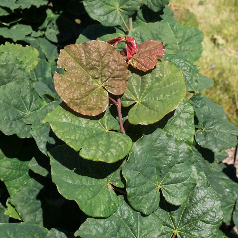 Kanadischer Judasbaum Little Woody - Cercis canadensis (Foliage)