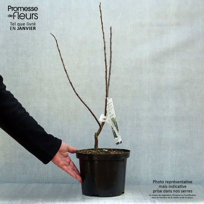 Exemplar von Kanadischer Judasbaum Little Woody - Cercis canadensis Topf mit 3L/4L wie im Winter geliefert