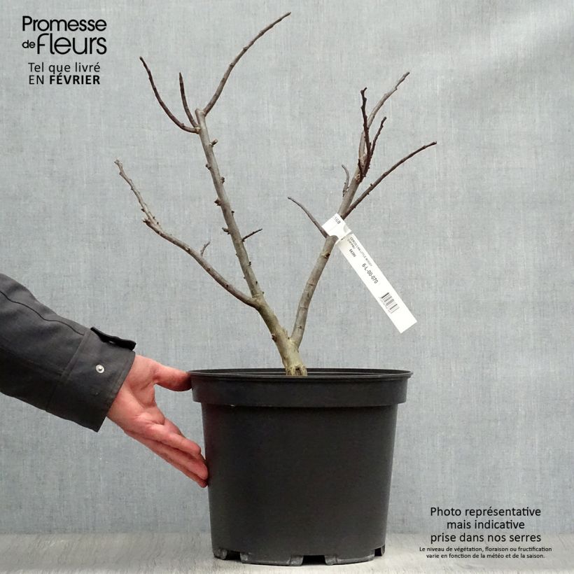 Exemplar von Kanadischer Judasbaum Little Woody - Cercis canadensis Topf mit 6L/7L wie im Winter geliefert