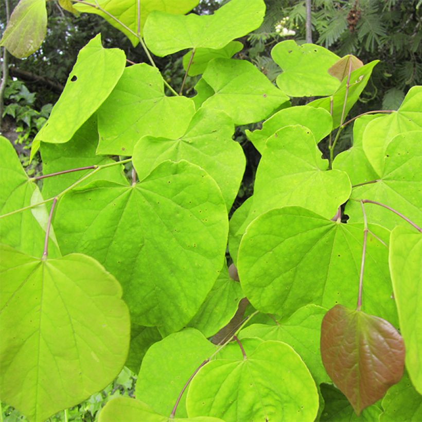Kanadischer Judasbaum Melon Beauty - Cercis canadensis (Foliage)