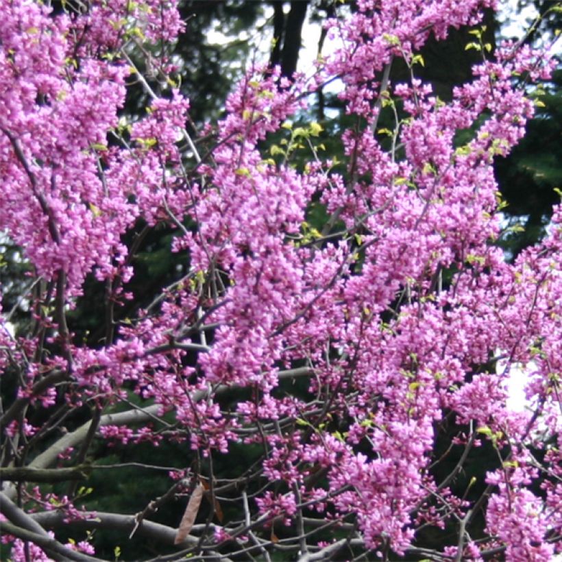 Kanadischer Judasbaum Melon Beauty - Cercis canadensis (Flowering)