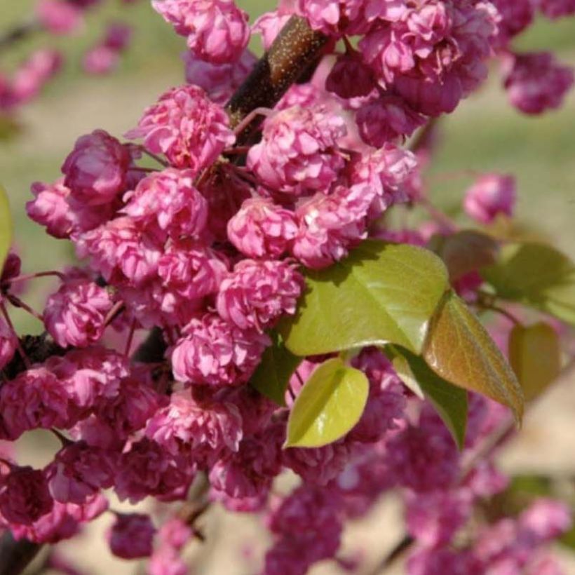 Kanadischer Judasbaum Pink Pom Pom's - Cercis canadensis (Flowering)