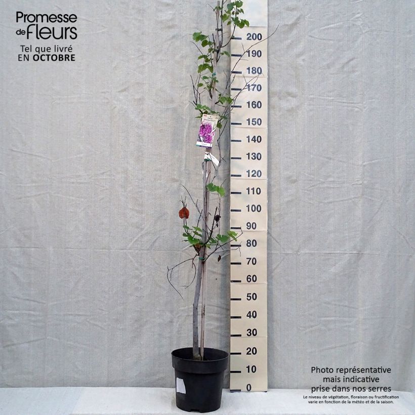 Example of Kanadischer Judasbaum Pink Pom Pom's - Cercis canadensis Topf mit 7,5L/10L as you get in automne