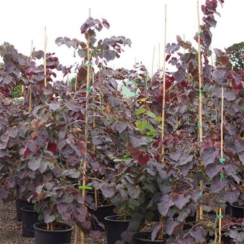 Kanadischer Judasbaum Ruby Falls - Cercis canadensis (Foliage)