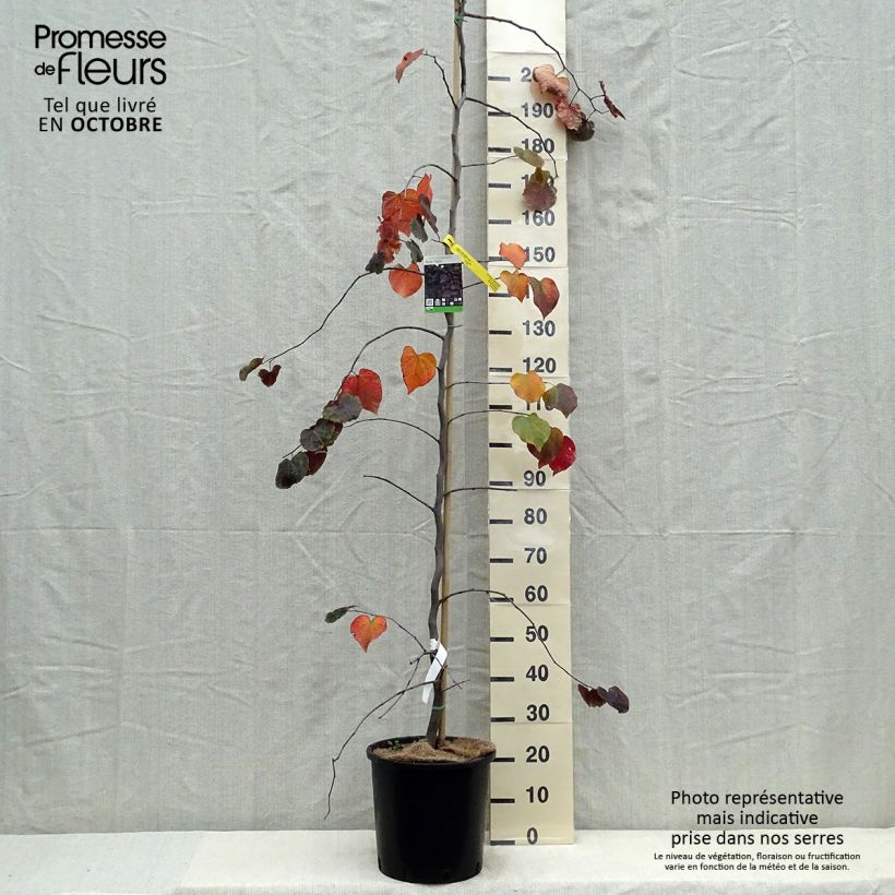 Example of Kanadischer Judasbaum Ruby Falls - Cercis canadensis Topf mit 7,5L/10L as you get in automne