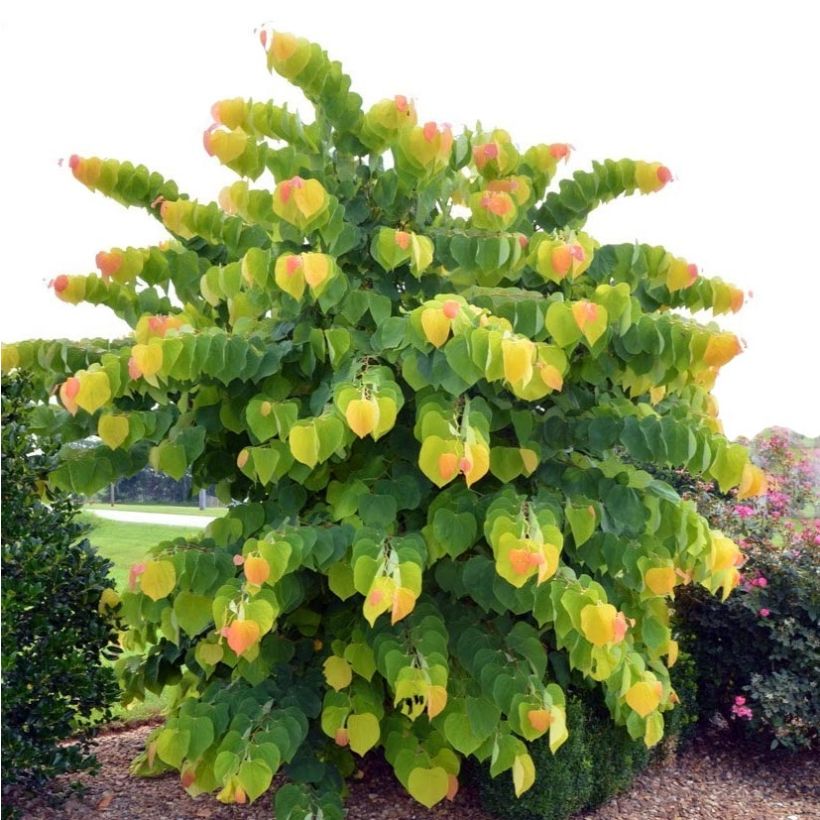 Kanadischer Judasbaum The Rising Sun - Cercis canadensis (Plant habit)