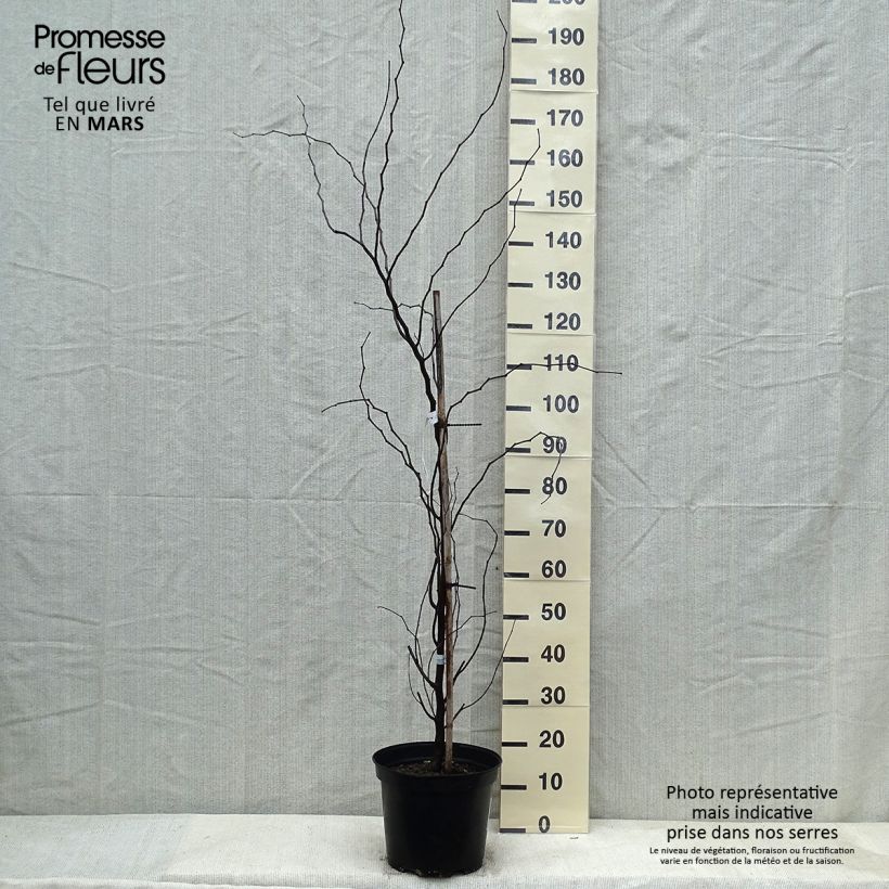 Exemplar von Kanadischer Judasbaum The Rising Sun - Cercis canadensis Topf mit 6L/7L wie im Winter geliefert