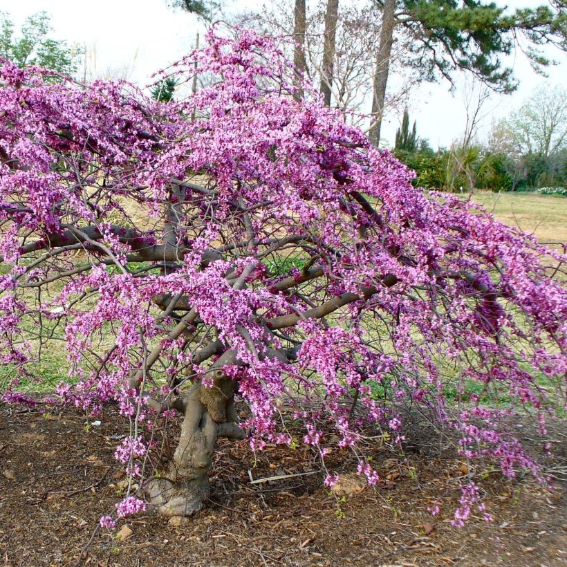 Kanadischer Judasbaum Traveller - Cercis canadensis (Plant habit)