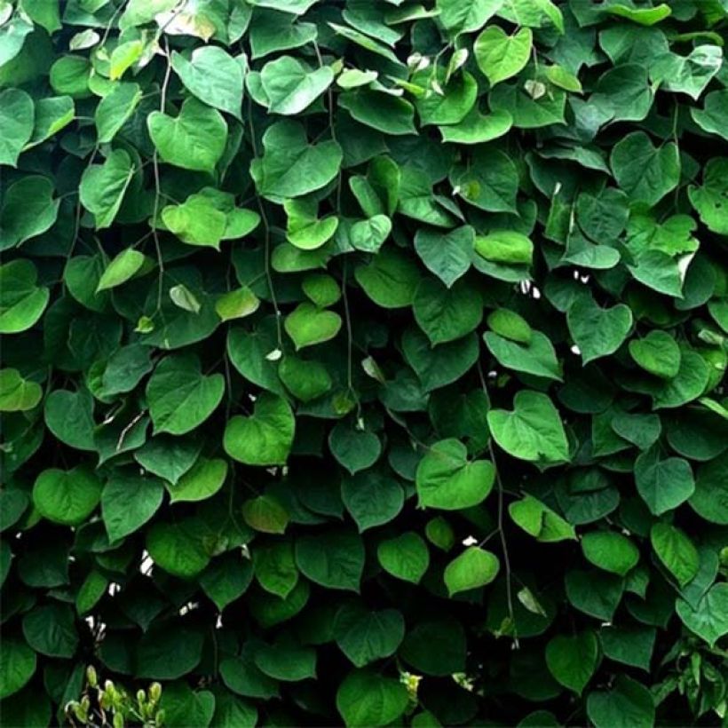 Kanadischer Judasbaum Vanilla Twist - Cercis canadensis (Foliage)