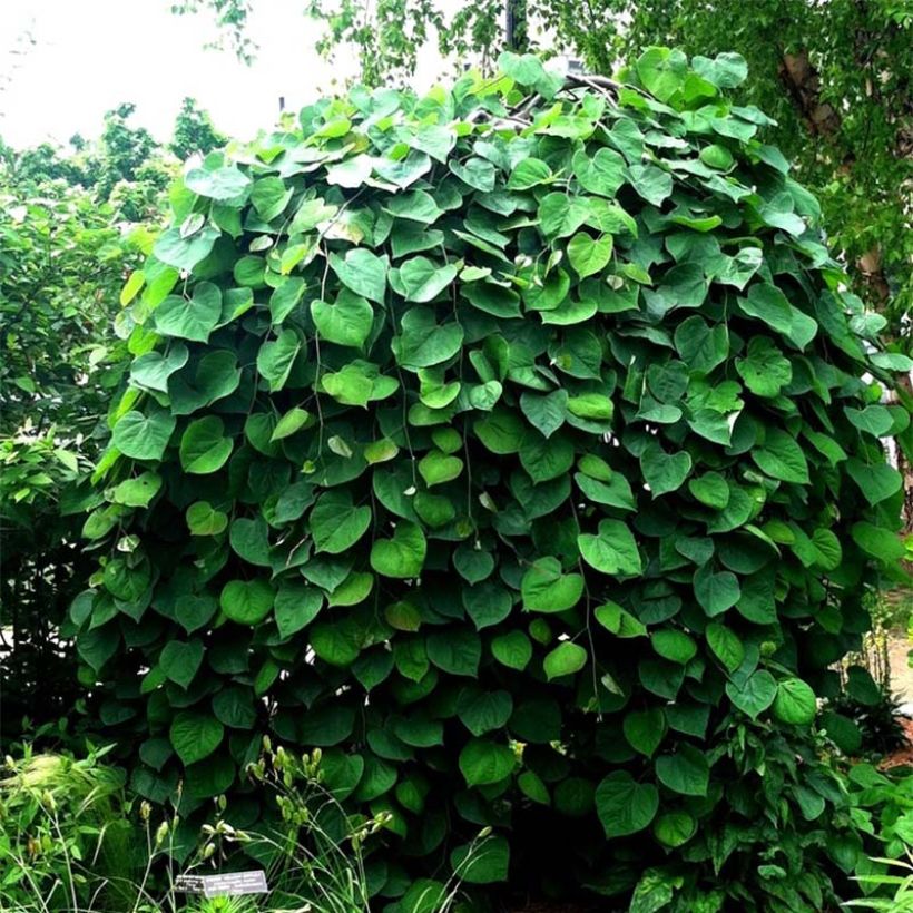 Kanadischer Judasbaum Vanilla Twist - Cercis canadensis (Plant habit)
