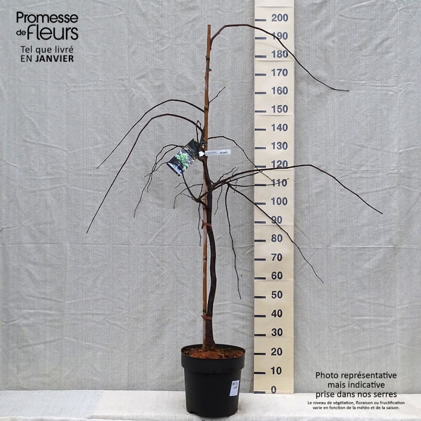 Exemplar von Kanadischer Judasbaum Vanilla Twist - Cercis canadensis Topf mit 4L/5L wie im Winter geliefert