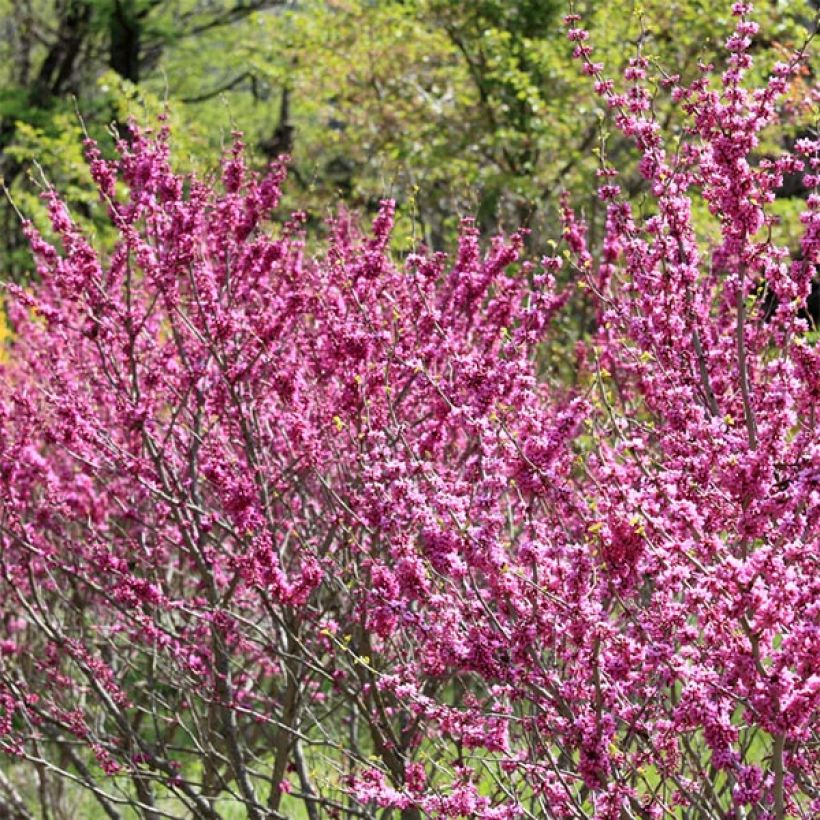 Chinesischer Judasbaum Avondale - Cercis chinensis (Plant habit)