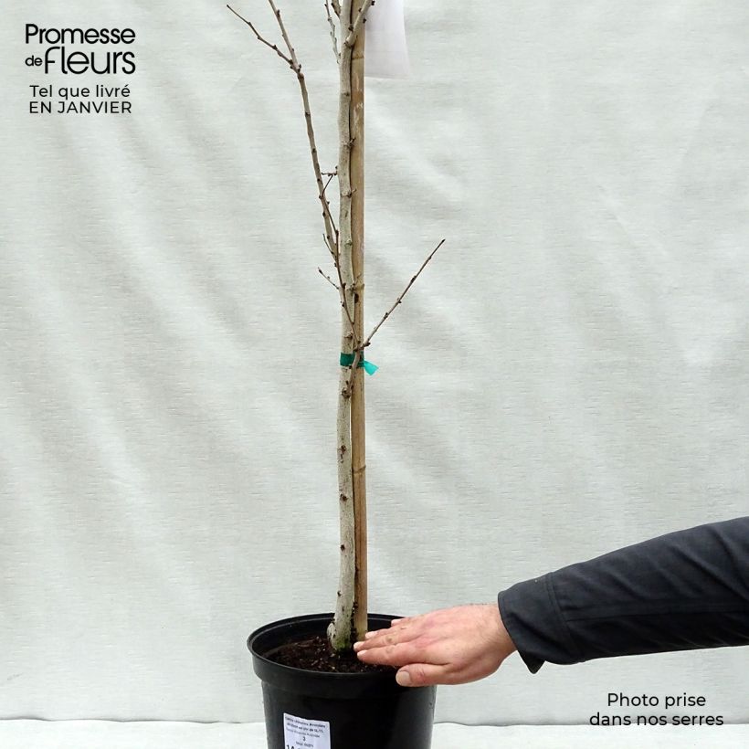 Exemplar von Chinesischer Judasbaum Avondale - Cercis chinensis Topf mit 4L/5L wie im Winter geliefert