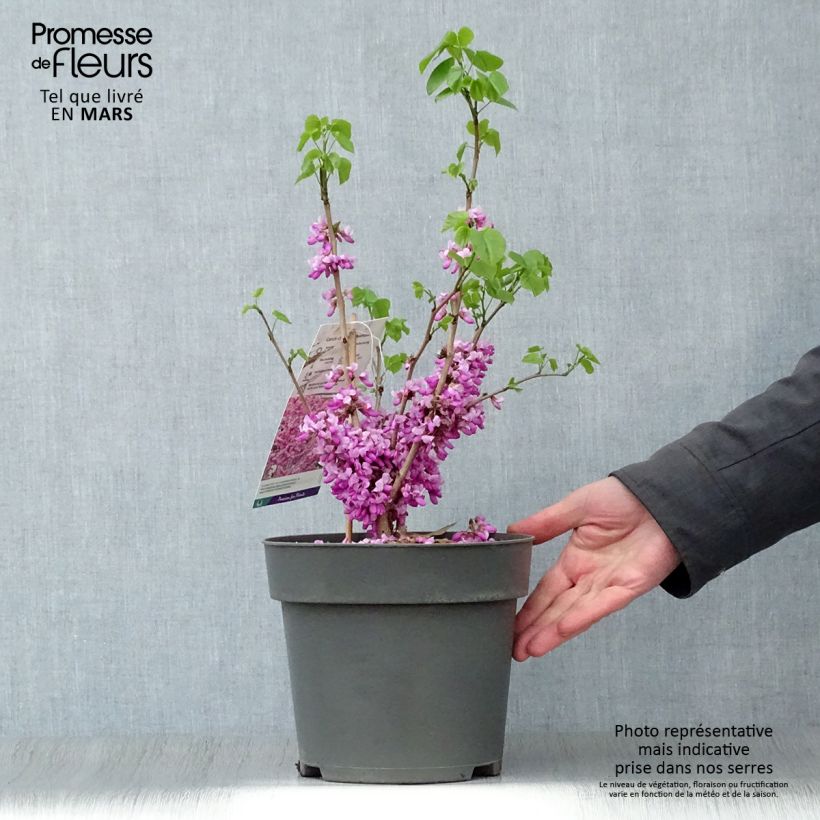 Exemplar von Chinesischer Judasbaum Avondale - Cercis chinensis Topf mit 4L/5L wie im Frühjahr geliefert