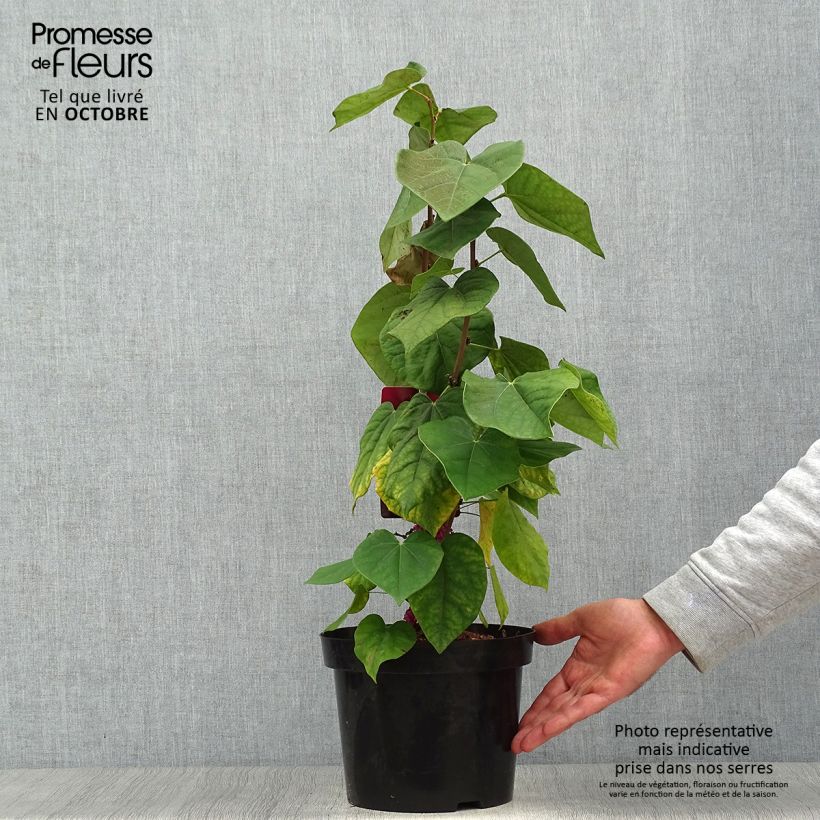 Example of Chinesischer Judasbaum Avondale - Cercis chinensis Topf mit 4L/5L as you get in automne