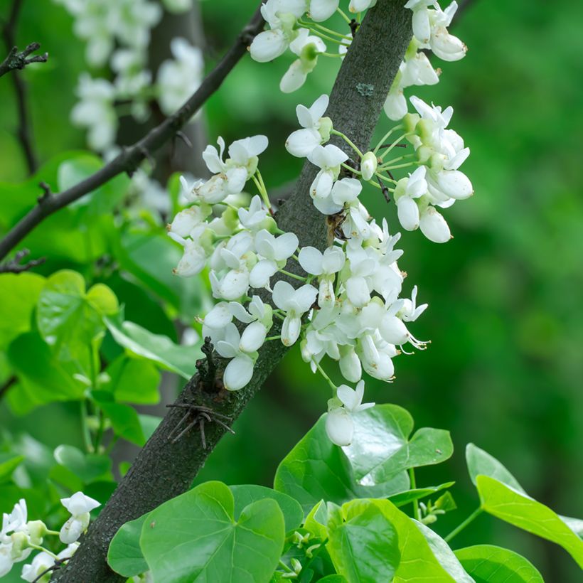 Chinesischer Judasbaum Shirobana - Cercis chinensis (Flowering)